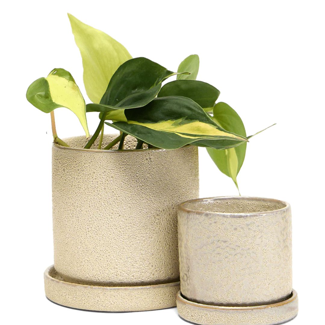 Minute Pot With Saucer – Chive – Ivory Speckles – 3″